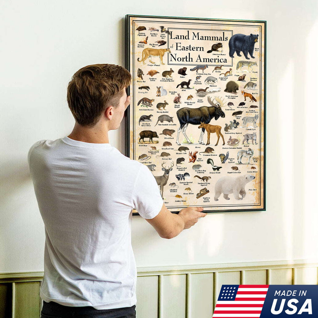 Educational Land Mammals of Eastern North America Canvas Wall Art – Vintage Wildlife Nature Canvas