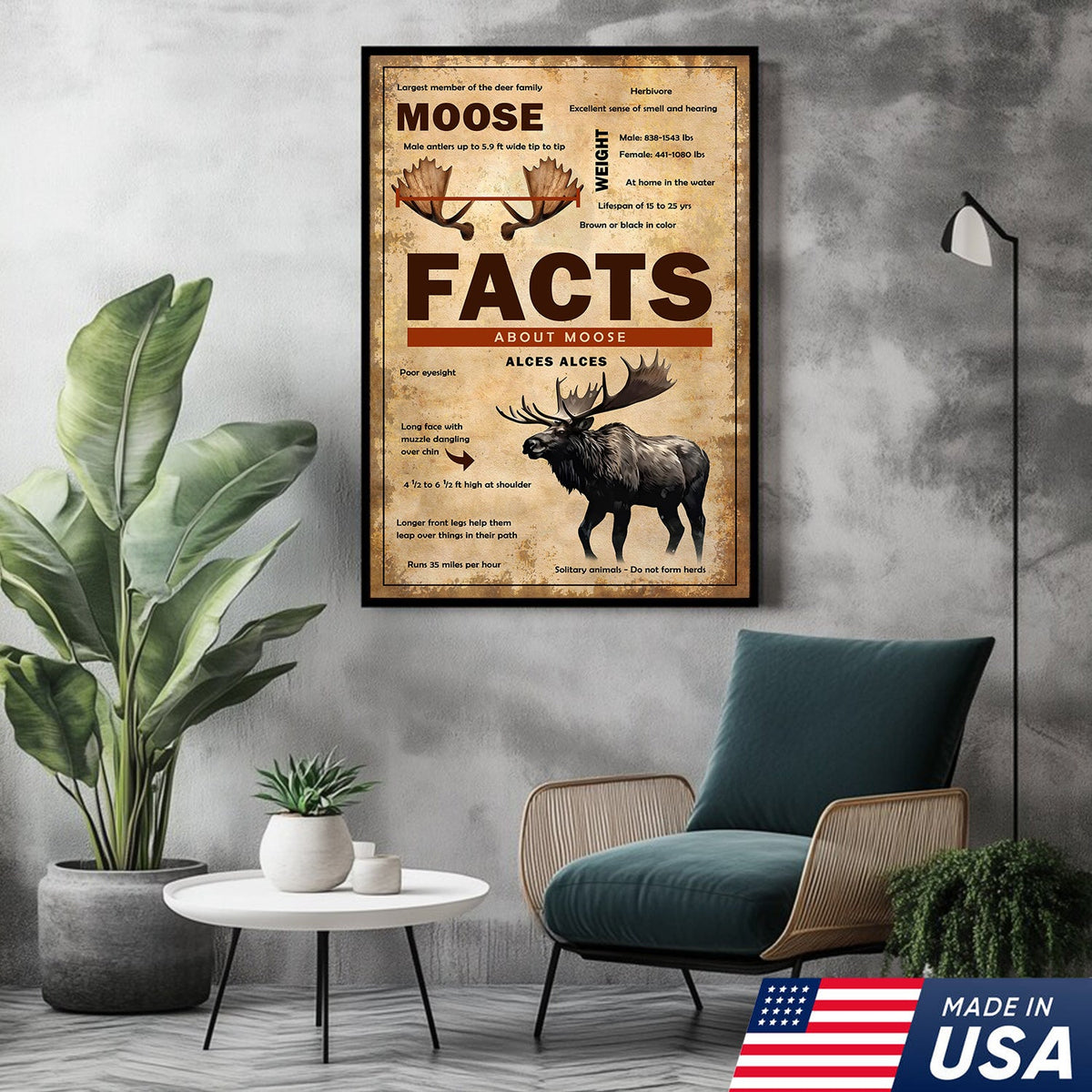 Moose Facts Wall Art Canvas – Educational Wildlife Wall Art for Hunters, Cabin & Nature Lovers