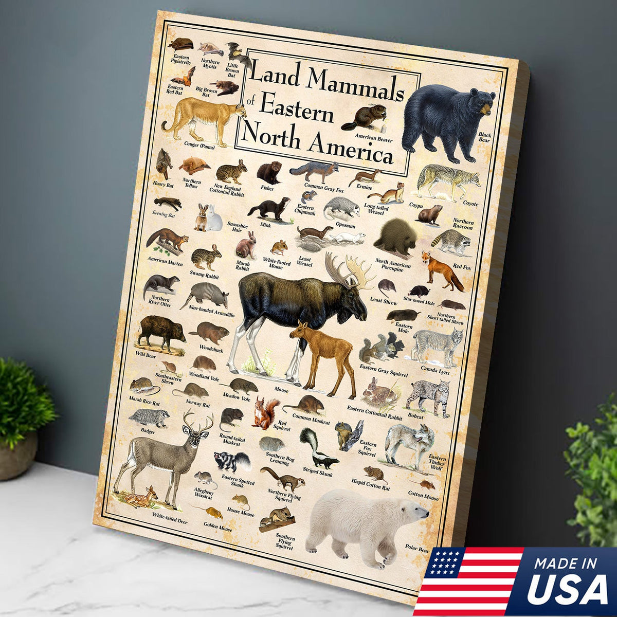 Educational Land Mammals of Eastern North America Canvas Wall Art – Vintage Wildlife Nature Canvas