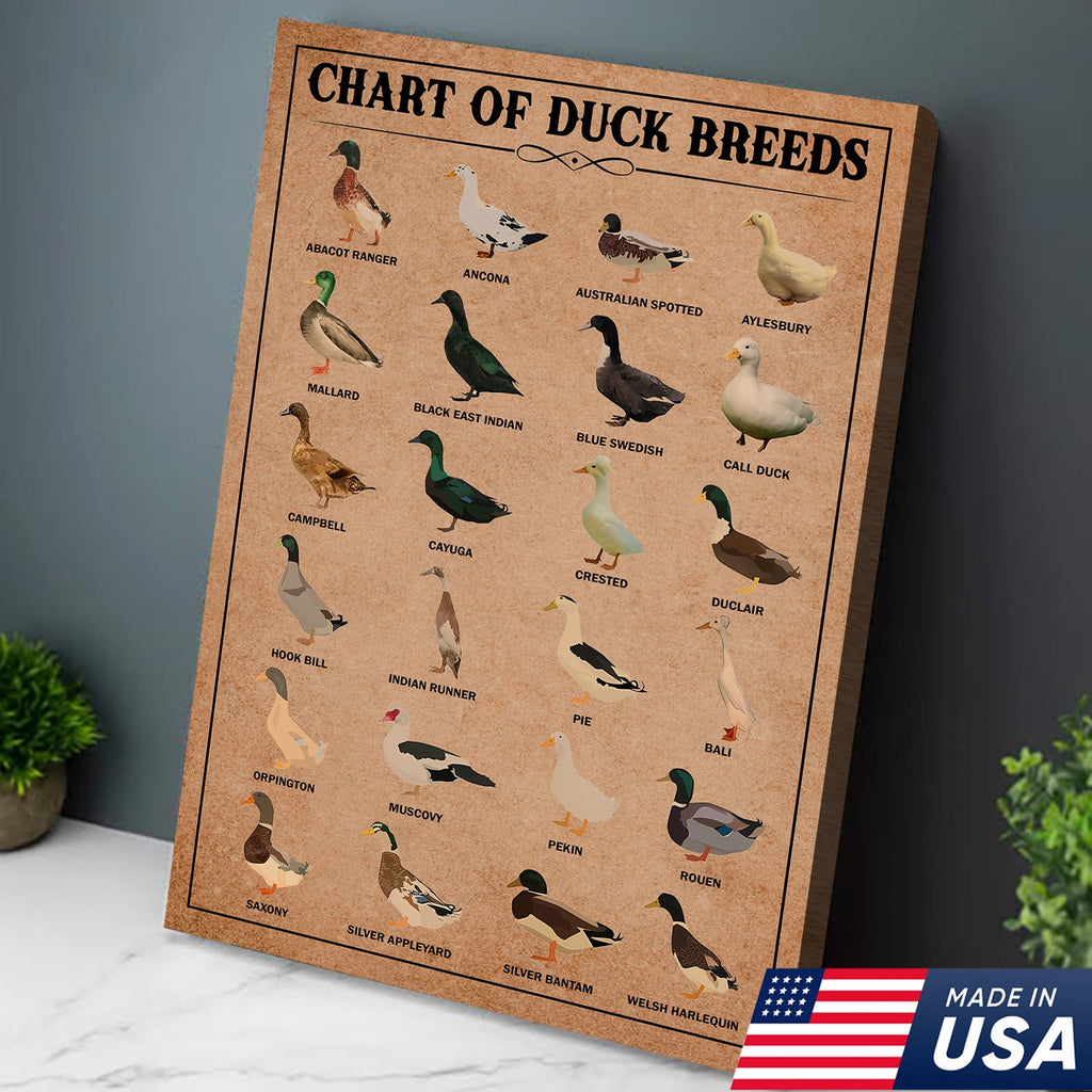 Duck Breed Chart Wall Art – Educational Farmhouse Rustic Canvas Decor
