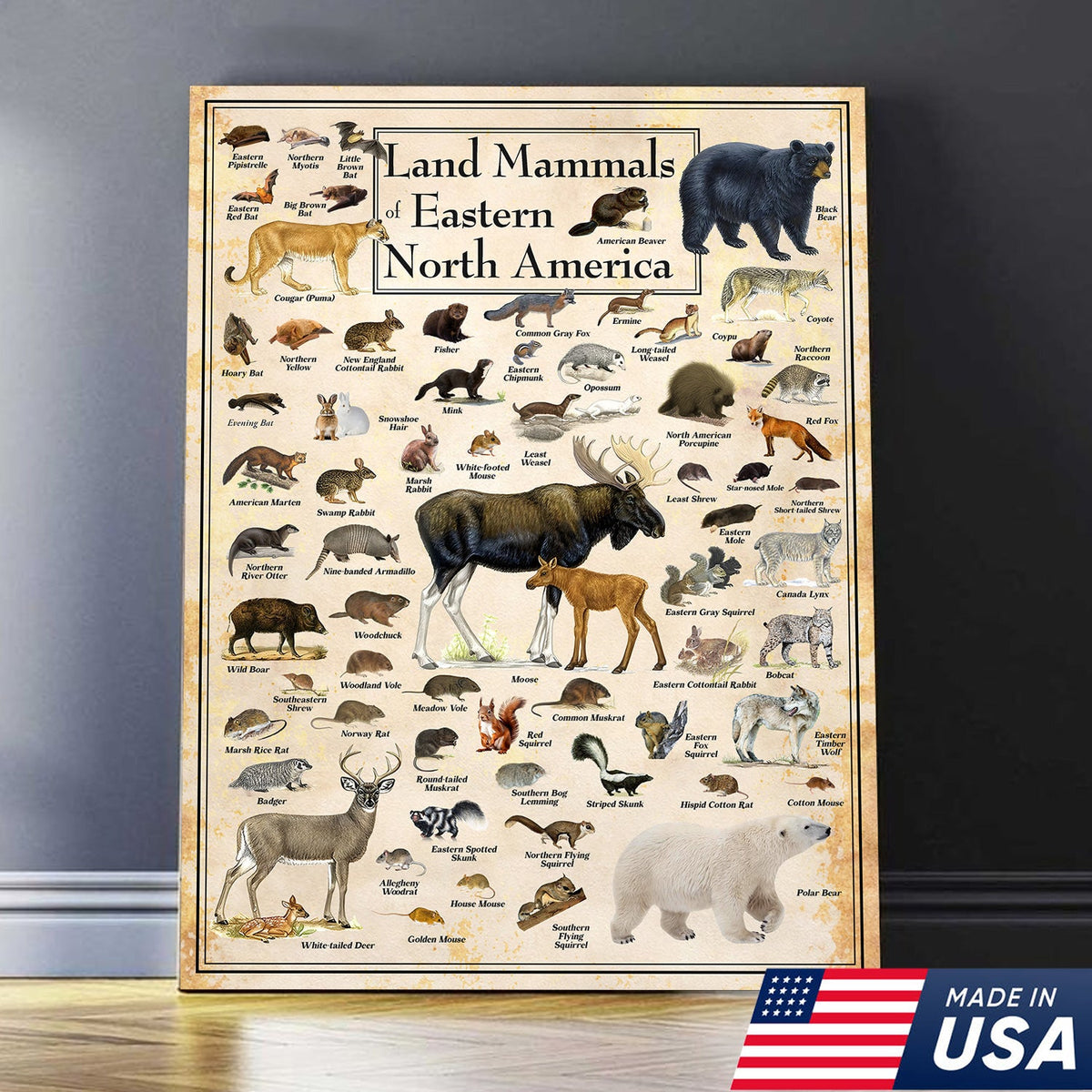Educational Land Mammals of Eastern North America Canvas Wall Art – Vintage Wildlife Nature Canvas