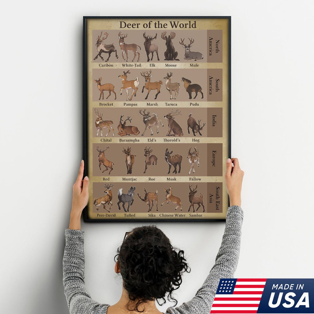 Deer of the World Canvas, Deer Species Educational Chart Wall Art, Kids Classroom & Wildlife Decor