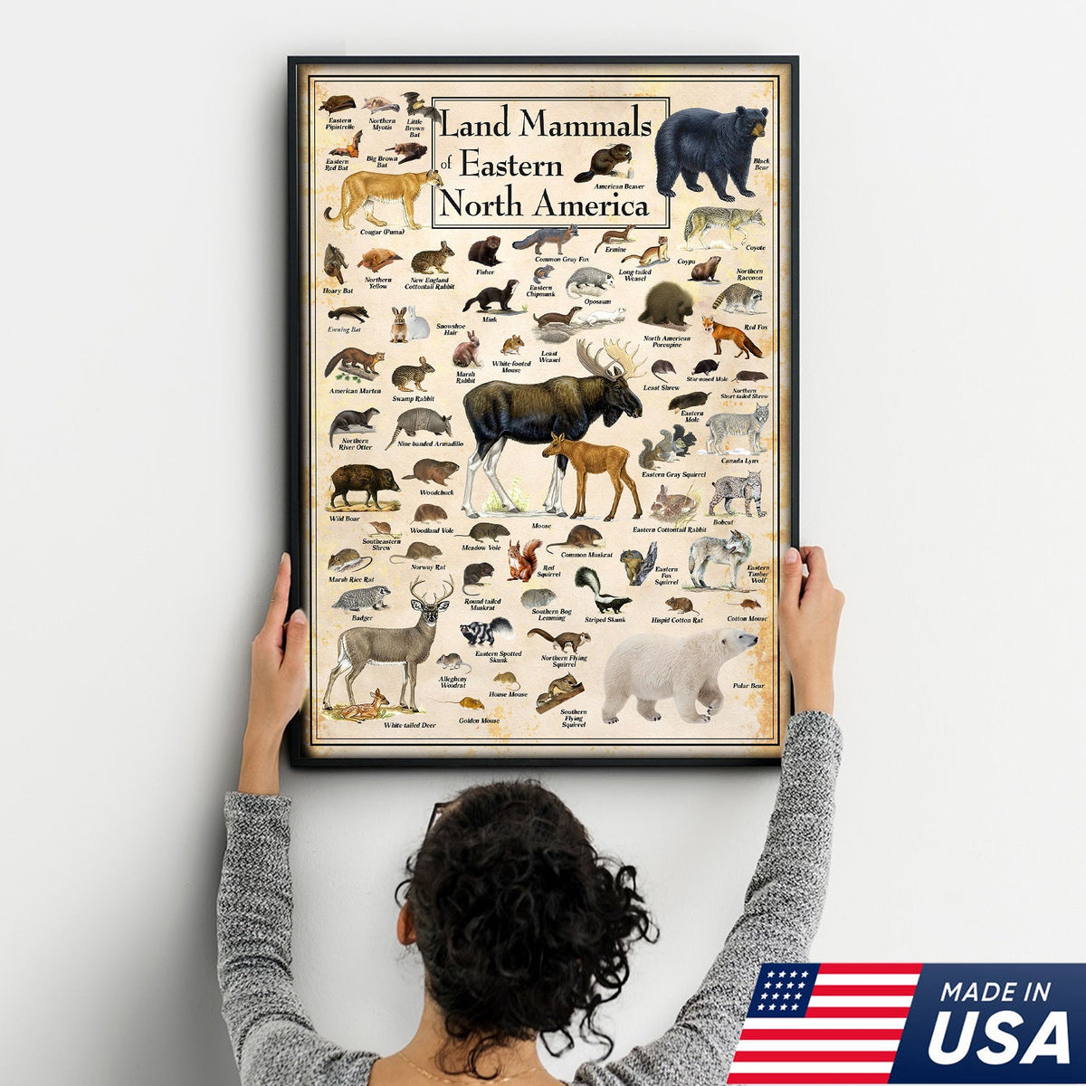Educational Land Mammals of Eastern North America Canvas Wall Art – Vintage Wildlife Nature Canvas