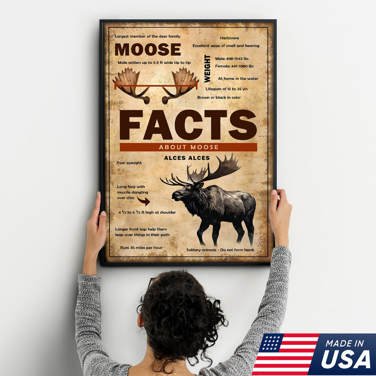 Moose Facts Wall Art Canvas – Educational Wildlife Wall Art for Hunters, Cabin & Nature Lovers