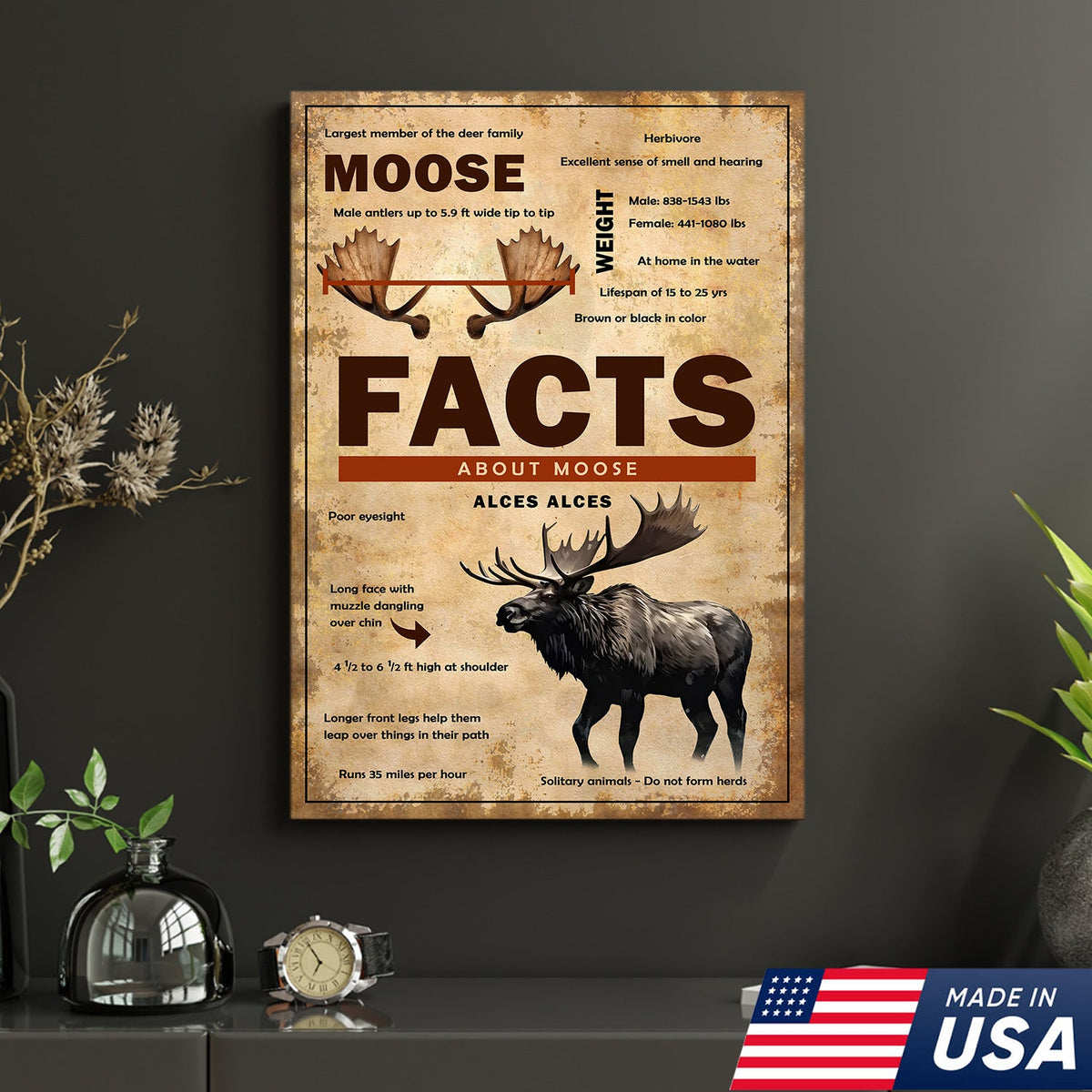 Moose Facts Wall Art Canvas – Educational Wildlife Wall Art for Hunters, Cabin & Nature Lovers