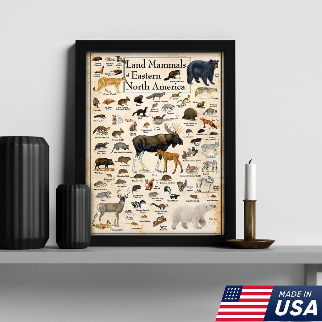 Educational Land Mammals of Eastern North America Canvas Wall Art – Vintage Wildlife Nature Canvas