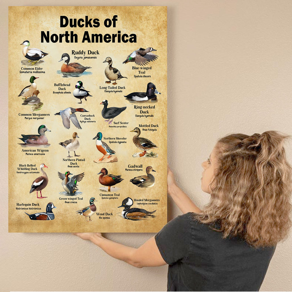 Ducks of North America Canvas – Educational Wall Art for Hunters & Nature Lovers