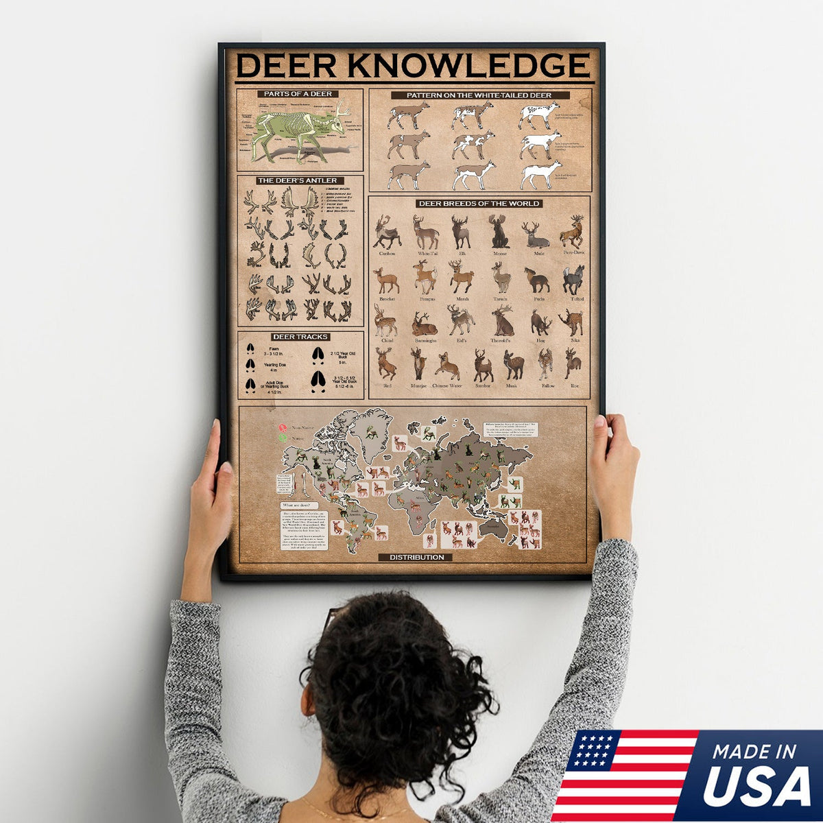 Deer Knowledge Canvas – Anatomy, Antlers, Tracks & Breeds Educational Wall Art
