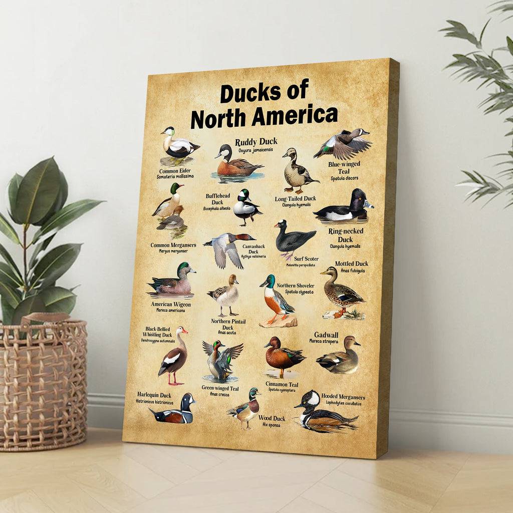 Ducks of North America Canvas – Educational Wall Art for Hunters & Nature Lovers