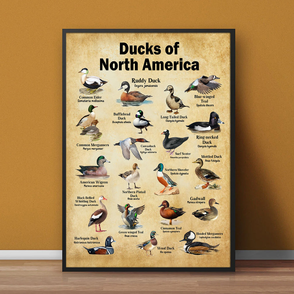 Ducks of North America Canvas – Educational Wall Art for Hunters & Nature Lovers